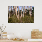 Poster Melaleuca Trees dans les Everglades (Cuisine)