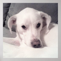 Mélange blanc Labrador Mix assis sur le gris de ca