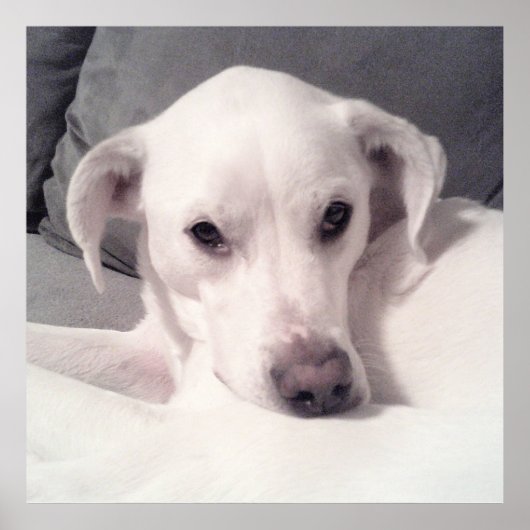 Poster Mélange blanc Labrador Mix assis sur le gris de ca (Devant)