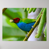 Poster Mélange coloré (Devant)