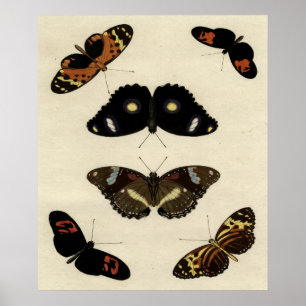 Poster Mélange coloré de papillon sur l'arrière - plan