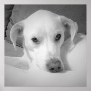 Poster Mélange de Labrador blanc mignon assis sur un cana