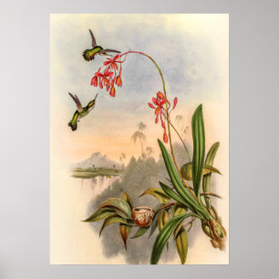 Poster Mellisuga Minima Colibris par John Gould