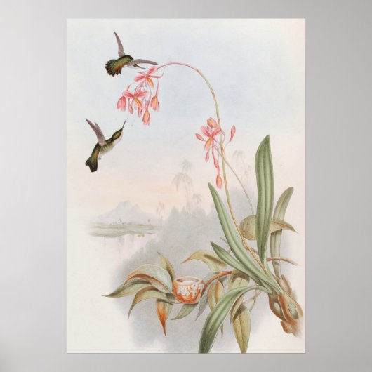 Poster Mellisuga Minima Colibris par John Gould (Devant)