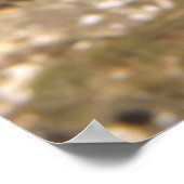 Poster Mellow Moray (Coin)