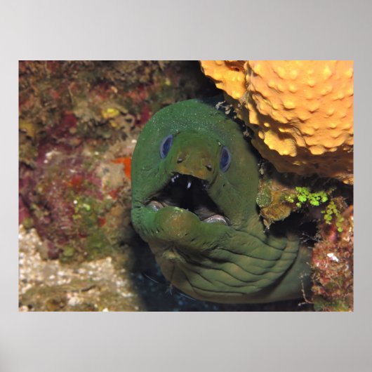 Poster Mellow Moray (Devant)