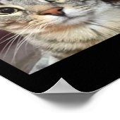 Poster Mème de chat à mât à mâcher (Coin)