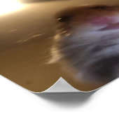 Poster Mème de Hamster Staring (Coin)