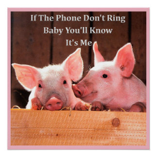 Poster Mèmes de cochon amusants avec des paroles et des c