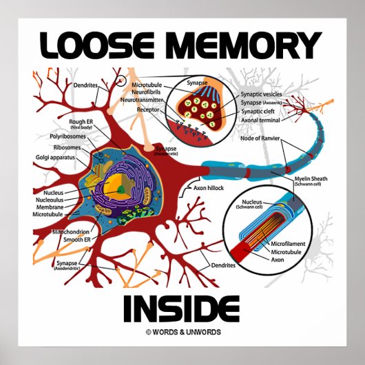 Poster Mémoire perdue à l'intérieur (Neuron / Synapse) (Devant)