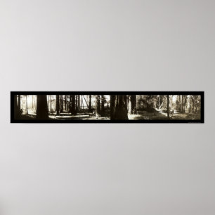 Poster Mendocino, CA Redwoods Lumberjacks Photo 1911.