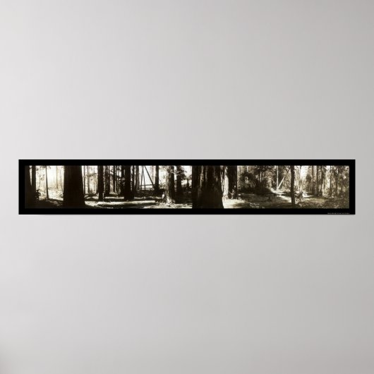 Poster Mendocino, CA Redwoods Lumberjacks Photo 1911. (Devant)