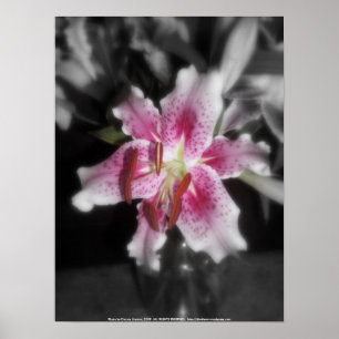 Poster mensonges stargazers #3
