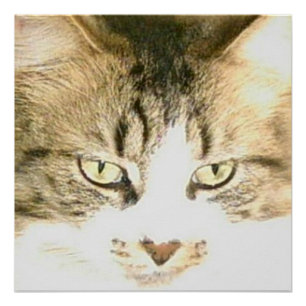 Poster Meow Cats 14