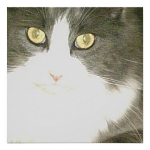 Poster Meow Cats 18