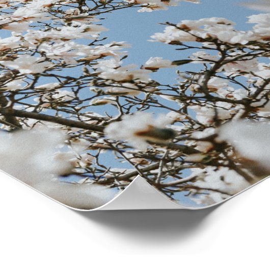 Poster mer à fleurs blanches (Coin)