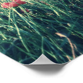 Poster Mer des Papes (Coin)