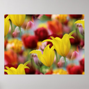 Poster Mer des Tulipes