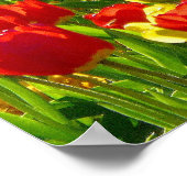Poster Mer des Tulipes (Coin)