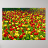 Poster Mer des Tulipes (Devant)