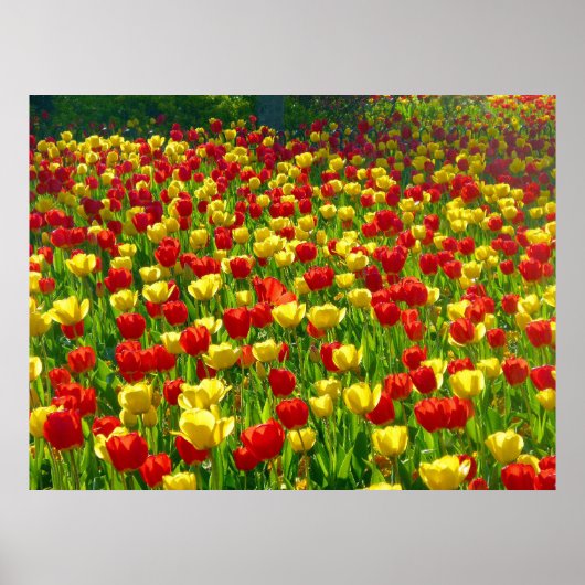 Poster Mer des Tulipes (Devant)