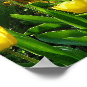 Poster Mer des Tulipes II (Coin)