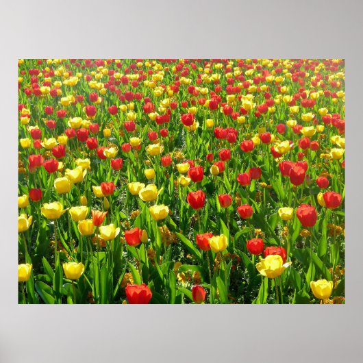 Poster Mer des Tulipes II (Devant)