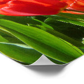 Poster Mer des Tulipes III (Coin)