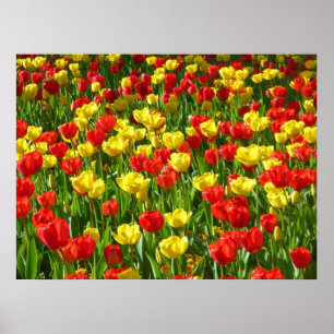Poster Mer des Tulipes III