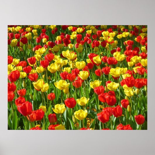 Poster Mer des Tulipes III (Devant)