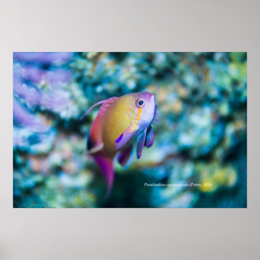 Poster Mer doré, poisson mignon coloré (Devant)