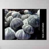 POSTER MER URCHINE (Devant)