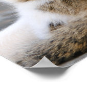 Poster Mère chat adore chaton mignon (Coin)