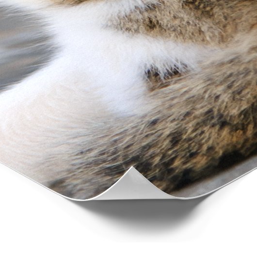 Poster Mère chat adore chaton mignon (Coin)