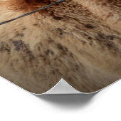 Poster Mère Cheval et poulain (Coin)