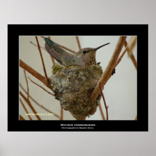 Poster "Mère Colibri"