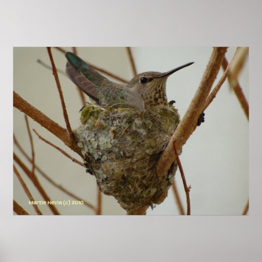Poster Mère Colibri (Devant)