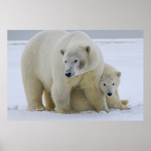 POSTER MÈRE DE L'OURS POLAIRE ET CUB NORD ALASKA