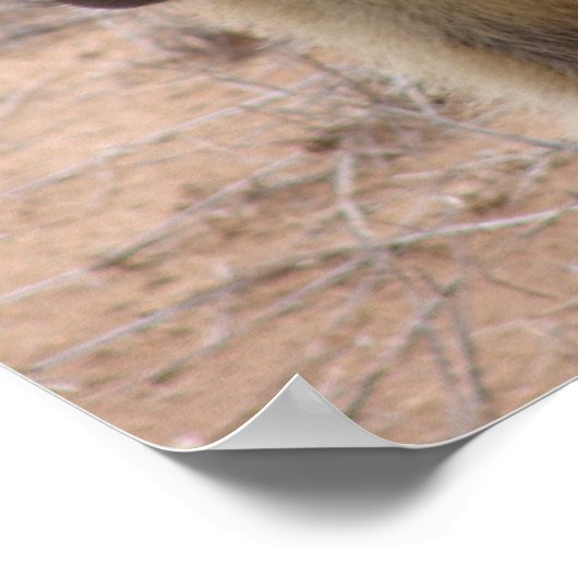 Poster Mère et bébé babouin (Coin)