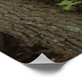 Poster Mère et bébé cerf au Parc national de Shenandoah (Coin)