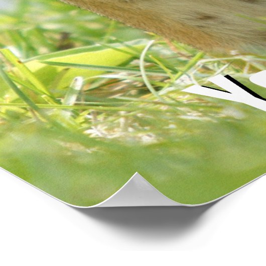 Poster Mère Et Bébé Chipmunk (Coin)