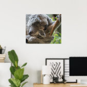 Poster Mère et bébé joey koalas dorment bouddin (Bureau à domicile)