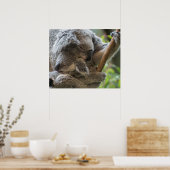 Poster Mère et bébé joey koalas dorment bouddin (Cuisine)