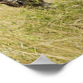 Poster Mère et bébé Masai Giraffe, Giraffa (Coin)