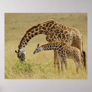 Poster Mère et bébé Masai Giraffe, Giraffa