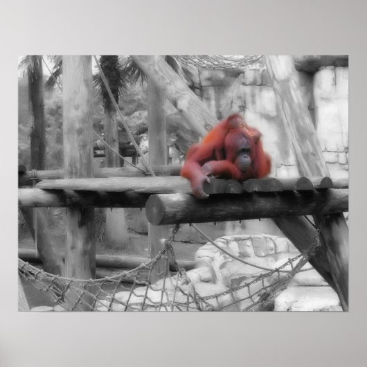 Poster Mère et bébé Orangoutan (Devant)