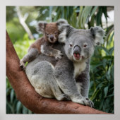 Poster Mère et bébé Ours Koala (Devant)