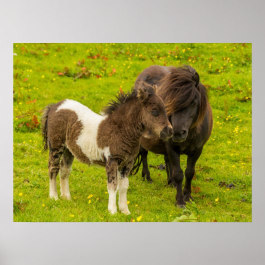 Poster Mère et progéniture de poney Shetland (Devant)