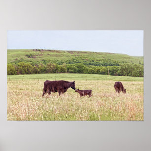 Poster Mère et veau dans les Flint Hills