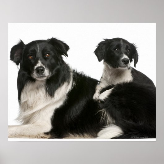 Poster Mère frontière collie et chiot (Devant)